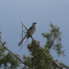 Northern Mockingbird near Christmas Valley, Oregon.