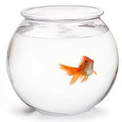 Vodka in the fish bowl!