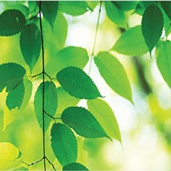 Loopmeditie vanuit staan - slow walking