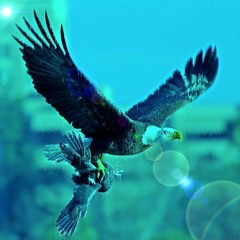 Eagle VS CroW (Final Edit)