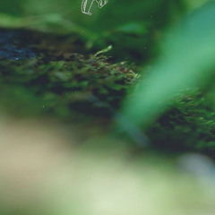 Vaporised variations