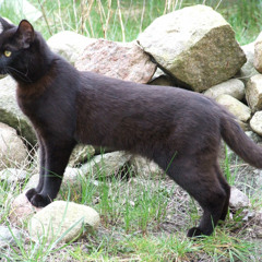 Kotzn konn men net haxln