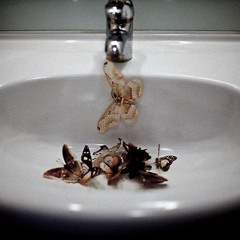 The Butterfly Effect (Feat. Heather Watts)