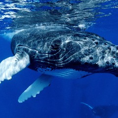 Rostov Studios Sample Mix (Raw / Heavy / non-Mastered)