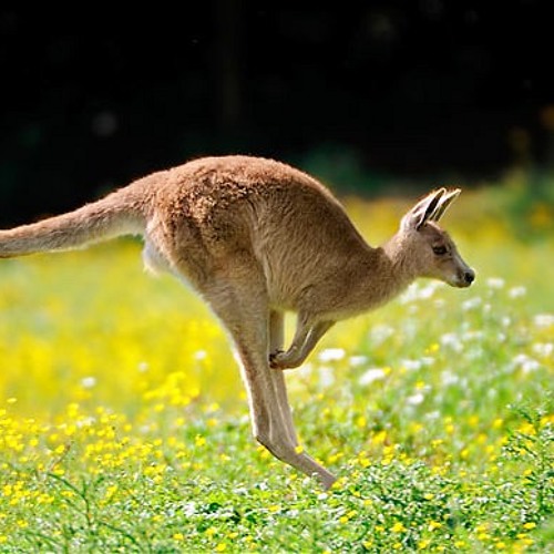 Study in Australia Radio Talk Show