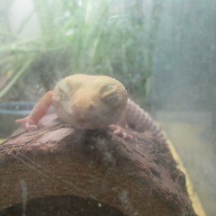 Whispering Radio - from Er So