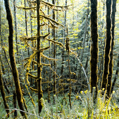 C60 Tapes - Forest Floor