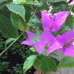 Cinta Pertama (Sunny) - BCL Covered