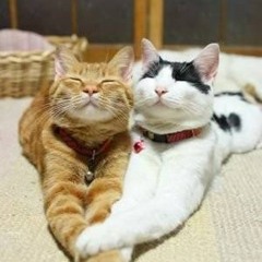 Did I Catch Your Heart (Original Song)