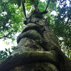 The Tree (original)