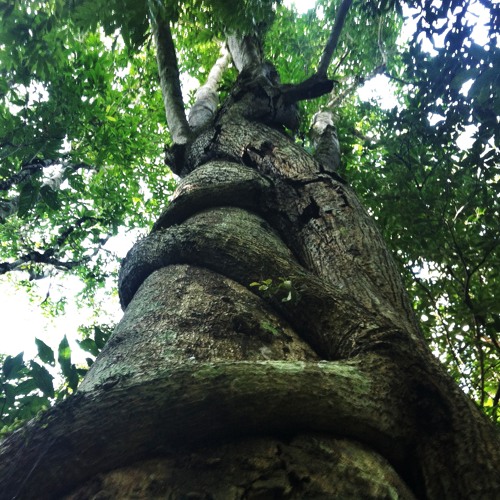 The Tree (original)
