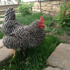 Bonnie Chicken's Egg Song