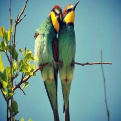 شيله تحت رجلك