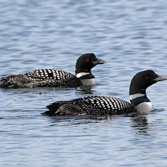 Loon wailing on the pond