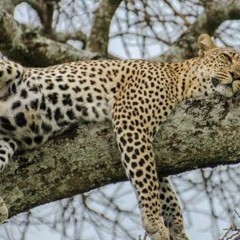 Tyler-T presents ~Leopard Lounge~