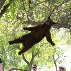 In Situ (Original) 2002