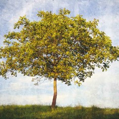 Another Lazy Day in A Strange Summer 2009 rough recording