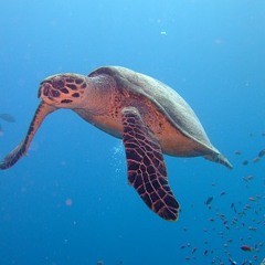 deep track - fluid woods