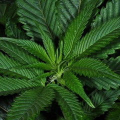 Throwdown Organix - Indica Life