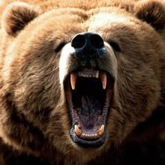 Bear Some Noise!