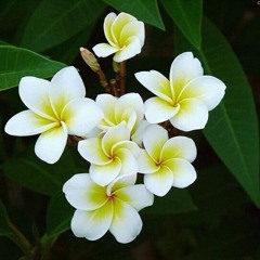 ลูกจ้างความจน-ไผ่ พงศธร