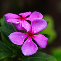 কালো জলে কুচলাতলে ডুবলো সনাতন