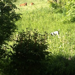 Guy Chabert - Ma Tarentaise
