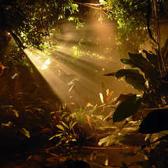 The Rainforest