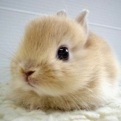 hamsterdance