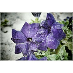 محمد قبازرد - حوار مع نصرانية