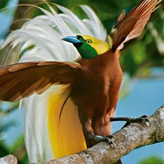 Paradiesvogel (Edit, 2010)