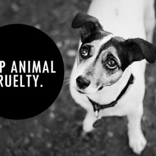 animals need respect from humans Animals should be treated with the same respect as humans do you agree with this view (220-260 words) it is a common belief that a human is superior to any other animal, mainly because of the extended intelligence that the former is gifted with. animals need respect from humans Animals should be treated with the same respect as humans do you agree with this view (220-260 words) it is a common belief that a human is superior to any other animal, mainly because of the extended intelligence that the former is gifted with.