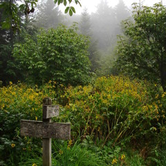 dark deep and lovely