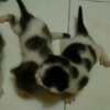 Suara Anjing