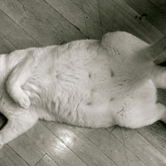 Tombee Versatille Du Griffe