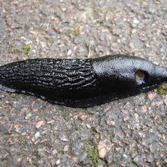 Kennebunk - Gastropod Mollusk