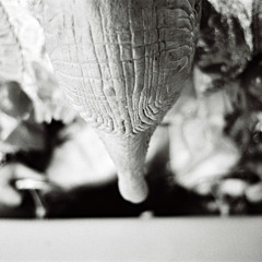 Lé Cavé Isn't It Funny to Think Once Apon a Time People Thought theWorldWasBlueWhiteFlatandSquaré