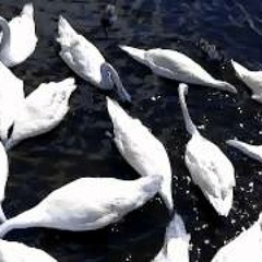 Sunshine Follows Rain - Wide Open Mix (EiTC)