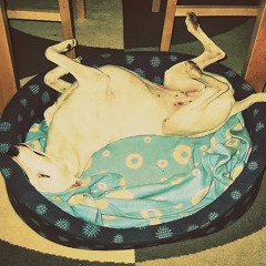 "Whippet" Bangers and Mashup