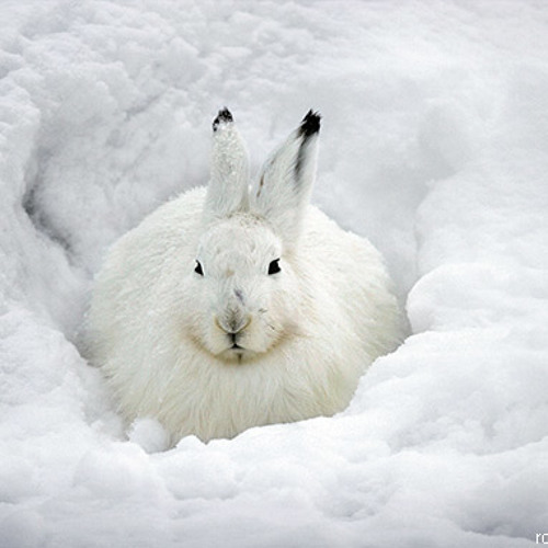 Rabbit in the Snow