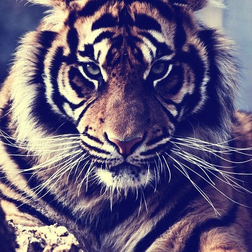WILD