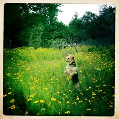 Babylon Remix, David Gray