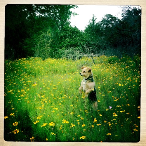 Babylon Remix, David Gray