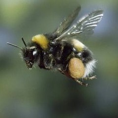 Ode to a Bumble Bee