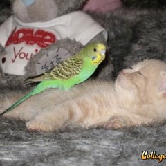 Subver5ion - How Can Love [MALFORMATION] Refix