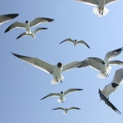 Θαλούκος & Οι Τελειωμένοι - Οι Γλάροι