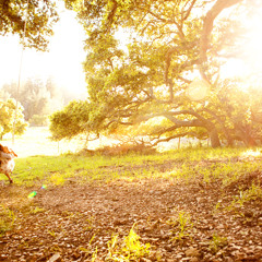 One Summer Afternoon