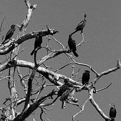Los Pajaros - Prisma click