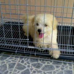 Lagu Rindu cover by DickyJohanes