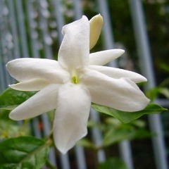 ေမာင့္ အရိုင္းပန္း----(ဆို - စိုင္းထီးဆိုင္)
